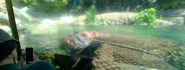 Hippo Exhibit is one of San Diego Zoo.