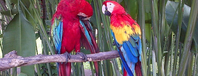 Bali Bird Park is one of Исследуем Бали! Explore Bali!.