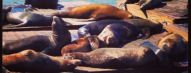 Sea Lions is one of Nick's Picks: SF.