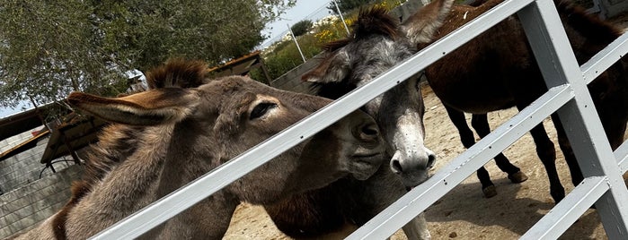 Golden Donkey Farm is one of Lazy Cyprus.