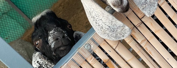 Pet Farm is one of Dubai - Done.