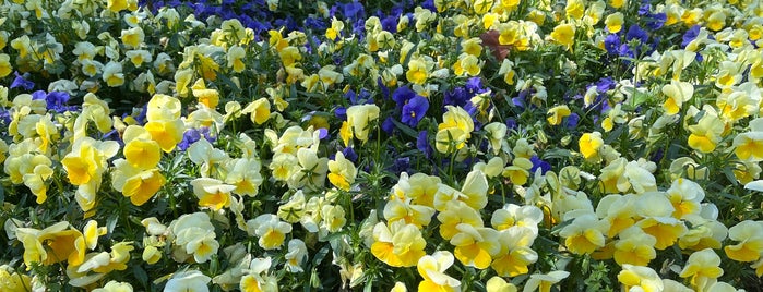 Chidorigafuchi National Cemetery is one of 歴史（明治～）.