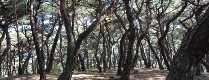 선덕여왕릉 is one of 경주 / 慶州 / Gyeongju.