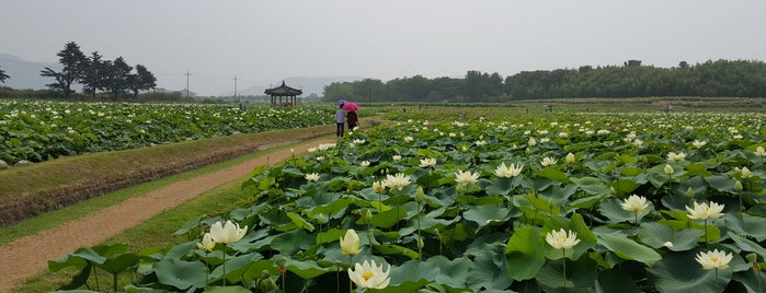 연꽃단지 is one of 경주 / 慶州 / Gyeongju.