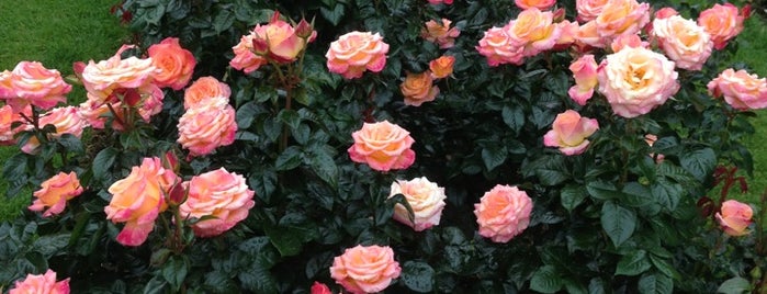 International Rose Test Garden is one of Portland OR.