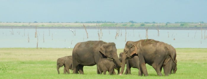Kaudulla National Park is one of Sri Lanca.