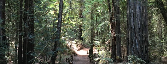 Armstrong Redwoods State Natural Reserve is one of Sonoma / Windsor / Hwy 1.