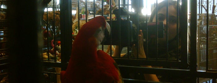 The Perfect Parrot is one of Pet stores.