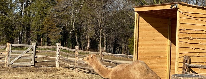 George Washington's Christmas Camel is one of Best of: Alexandria, VA.