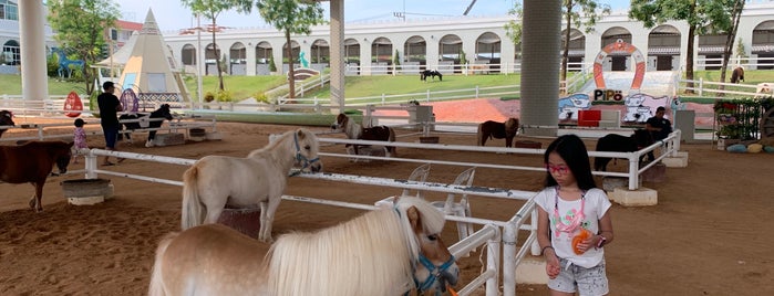 Pipo Pony Club is one of Family places in and around Pattaya.
