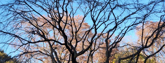 Weeping Cherry Tree is one of Tempat yang Disimpan Yongsuk.