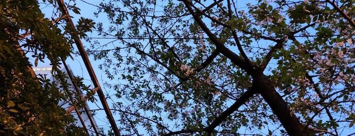 Yanagimori Shrine is one of 中央通りの散歩.