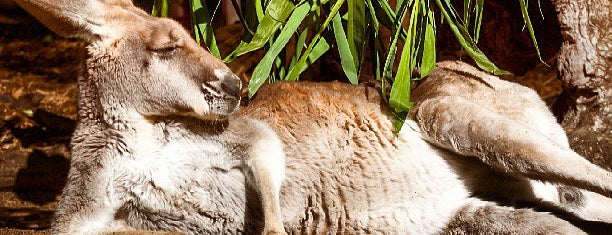 Perth Zoo is one of Favorite spots around the world.