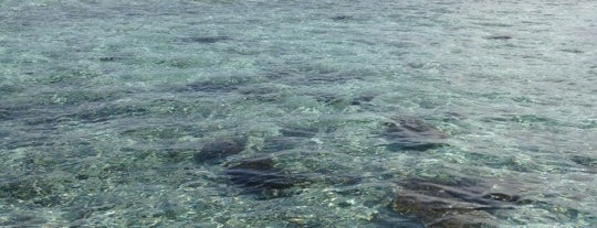 Sorido Bay Resort (Papua Diving) is one of Raja Ampat.