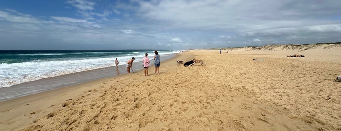 Redhead Beach Off Leash Area is one of Best Dog Exercise Spots in the Hunter.
