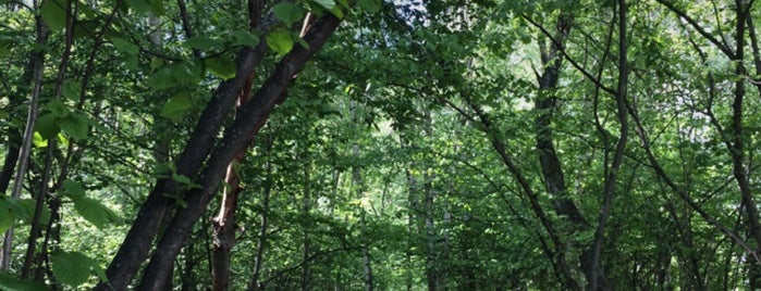 Митинский лес is one of Митино.