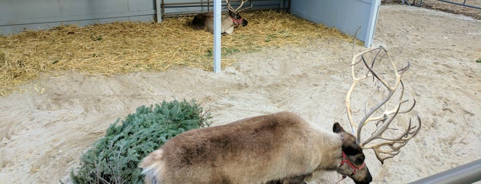 Reindeer is one of Locais curtidos por Scott.