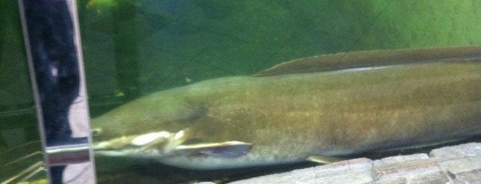 Arapaima Fish Aquarium is one of Negeri sembilan.