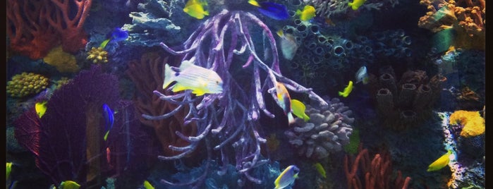 Downtown Aquarium is one of Lugares favoritos de Mandy.