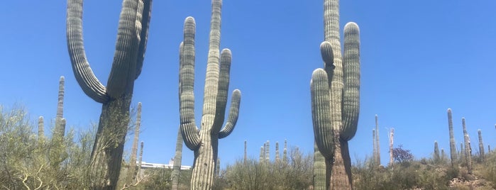 Saguaro National Park West is one of Places I want to visit.