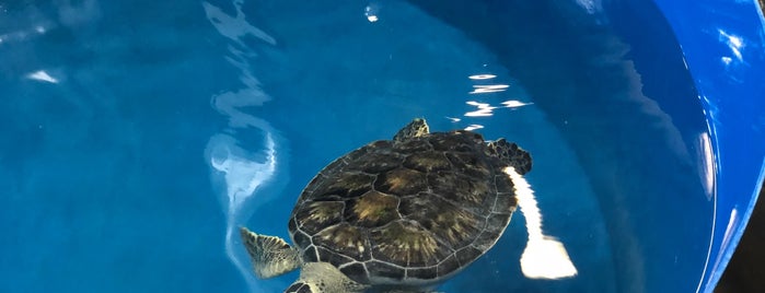 Karen Beasley Sea Turtle Rescue and Rehabilitation Center is one of North Carolina.