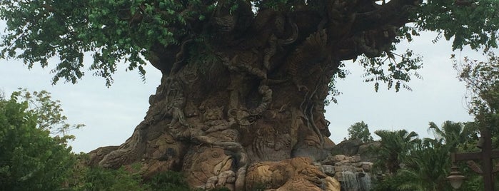 Disney's Animal Kingdom is one of Francisco’s Liked Places.