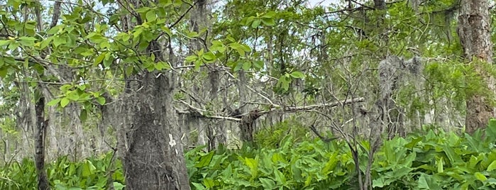 Manchac Swamp is one of Флорида и Луизиана.