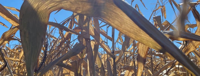 Engelke Farm is one of Upstate Fall.