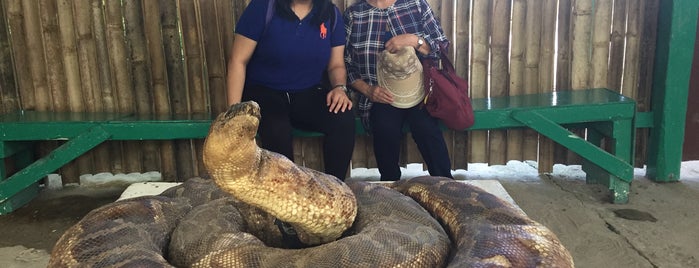 Bohol Python and Wildlife Park is one of Orte, die Edzel gefallen.