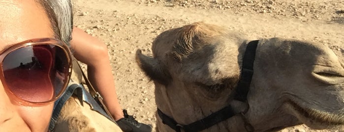 Camel Trekking is one of Israel.