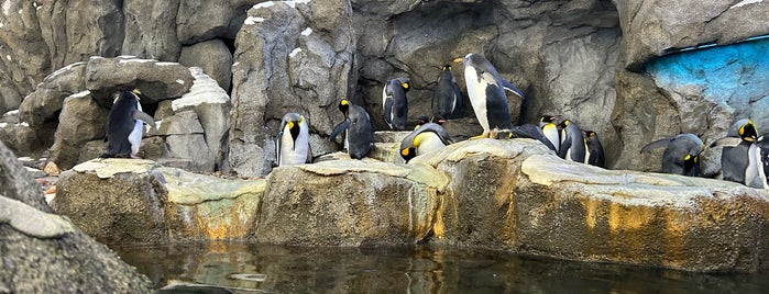 Penguin Plunge is one of Holidays.