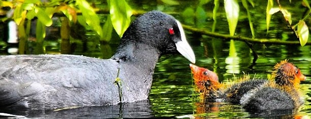 Zealandia Eco-Sanctuary is one of Wellington, New Zealand.