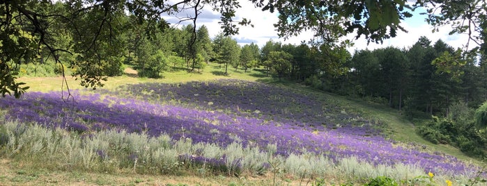 Fields of Lavender is one of Summer2016.