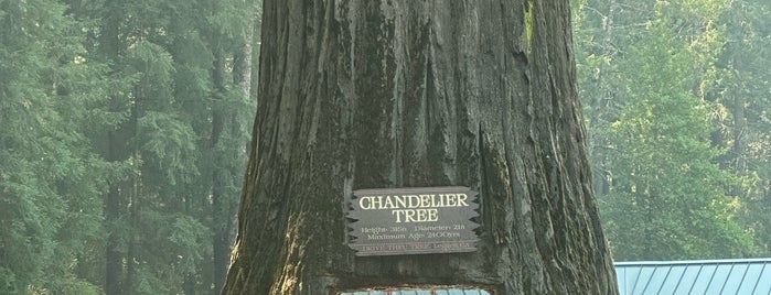 Drive-Thru Tree Park is one of West Coast 2016.