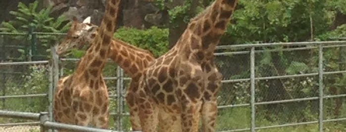 Seoul Zoo is one of Tempat yang Disukai Jernej.