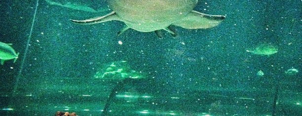 Sharks Underwater Grill is one of Posti che sono piaciuti a Lisa.