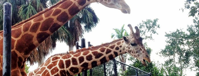 Naples Zoo is one of Orte, die Fernanda gefallen.