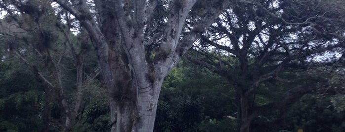 Hacienda "El Cedro" is one of Ma. Fer'in Beğendiği Mekanlar.