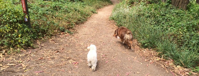 Presidio de San Francisco is one of The Most Dog-Friendly Spots in SF.