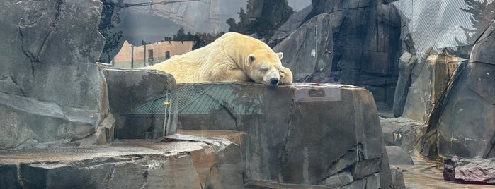 Polar Bear Point is one of The 15 Best Places for Exhibits in St Louis.