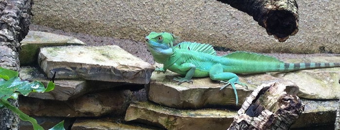 Aquarium Berlin is one of Берлин-гулять.