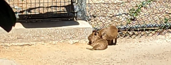 Capybara, Guanaco & Tapir Habitat is one of H’s Liked Places.