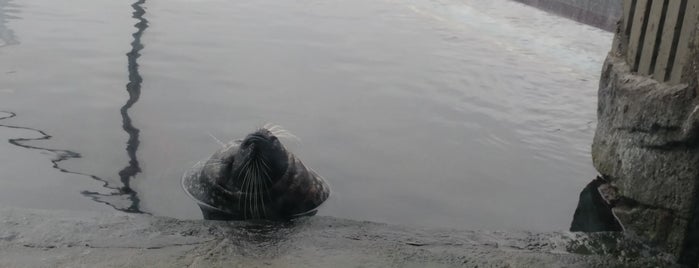 Harbor Seal Exhibit is one of สถานที่ที่ Gayla ถูกใจ.