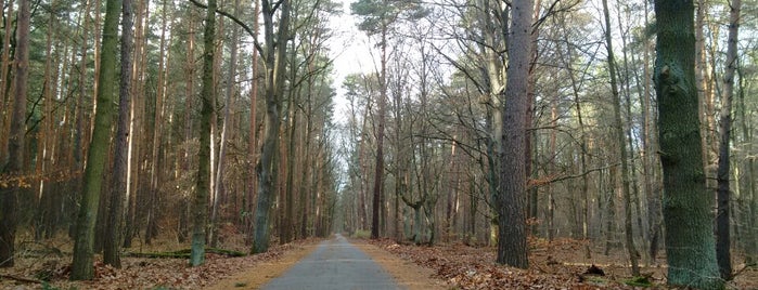 Forst Grunewald is one of i.am.’s Liked Places.