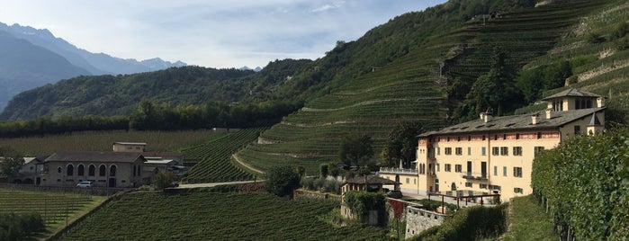 La Gatta - Triacca is one of Italien winery.