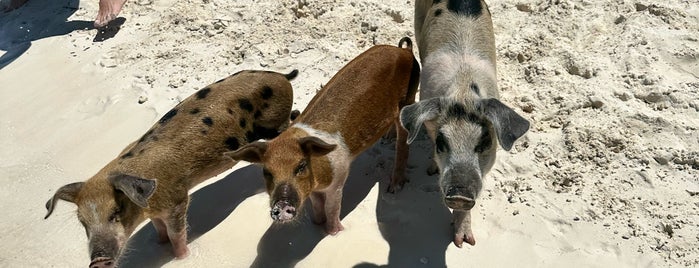 Pig Island is one of USA.