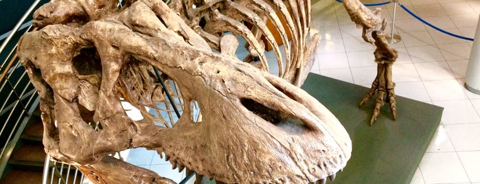 University of California Museum of Paleontology is one of Berkeley.
