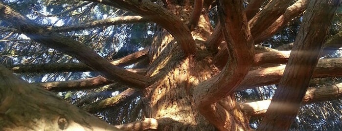 Hammock Tree is one of Tempat yang Disukai Fabio.