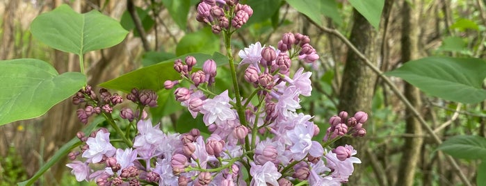 Lilac Collection is one of Brooklyn Botanic.