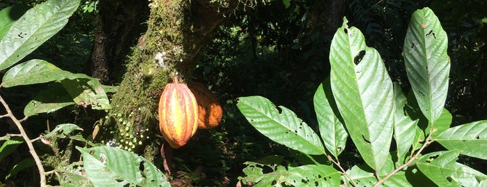 Oreba Chocolate Plantation is one of Panama.